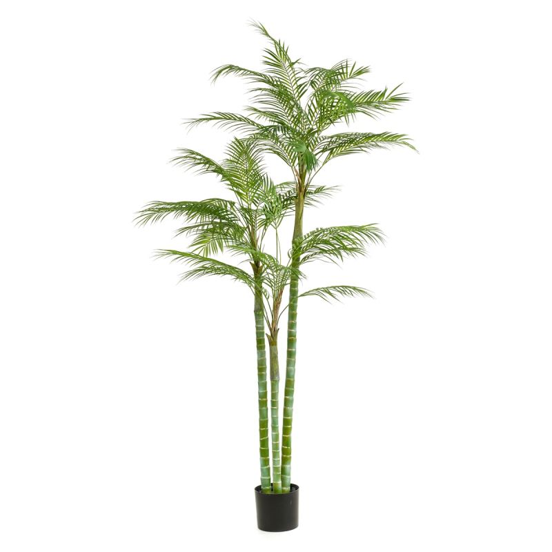 Palm areca x3 195cm