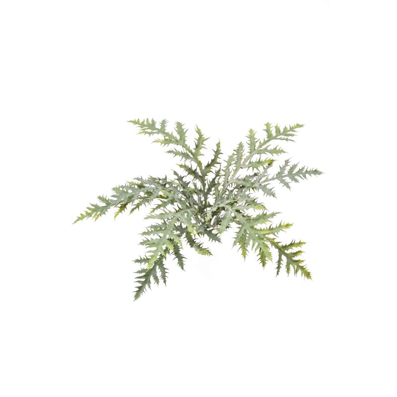 Fern boston bush 105cm