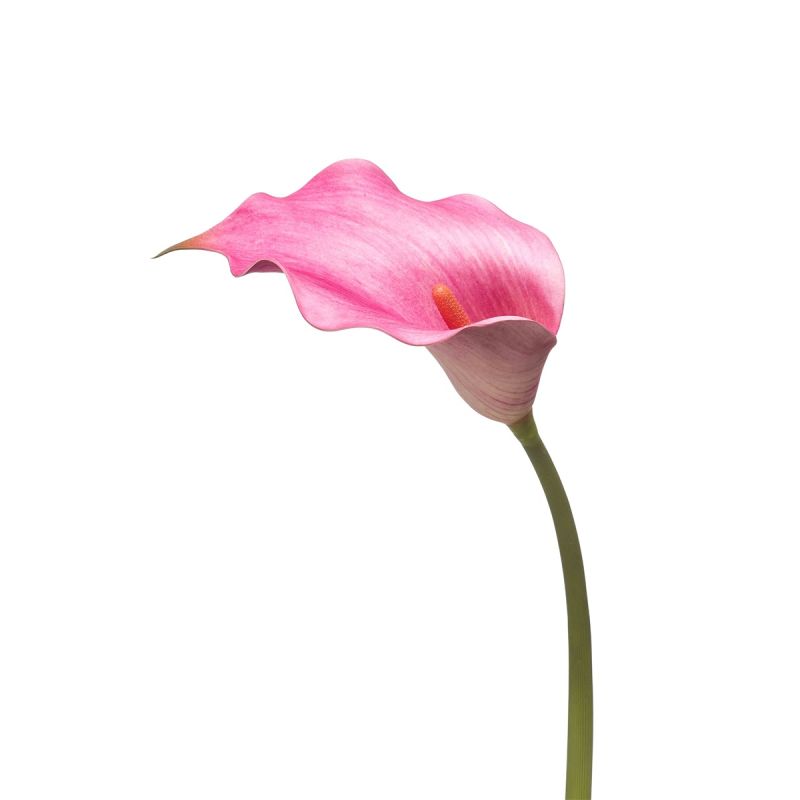 Calla lily spray fuchsia 83cm