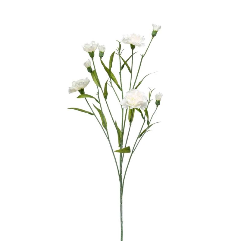 Dianthus mini spray cream 70cm