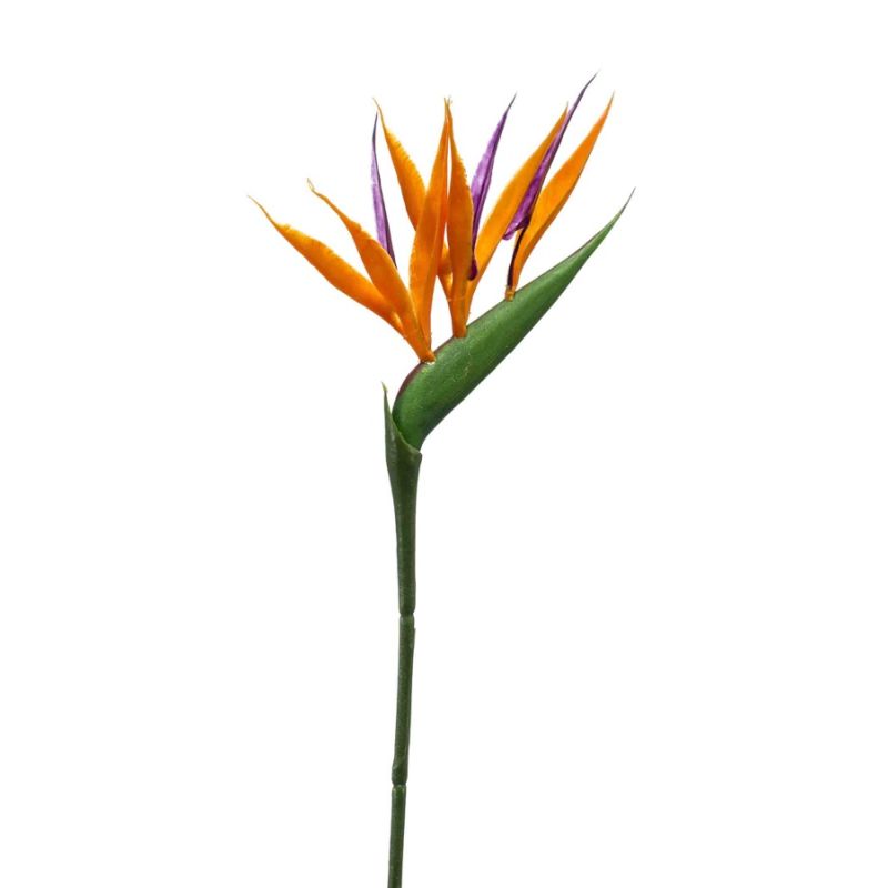 Strelitzia mini spray orange 65cm