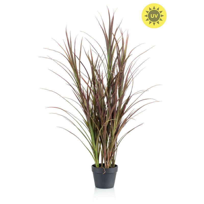 Grass UV burgundy/ dk green in pot 115cm