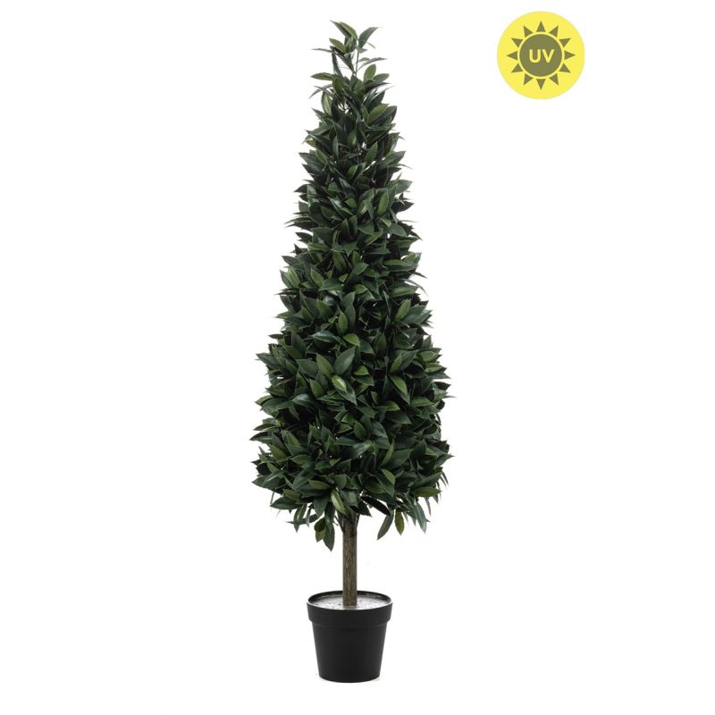 Laurel pyramid UV in pot 150cm