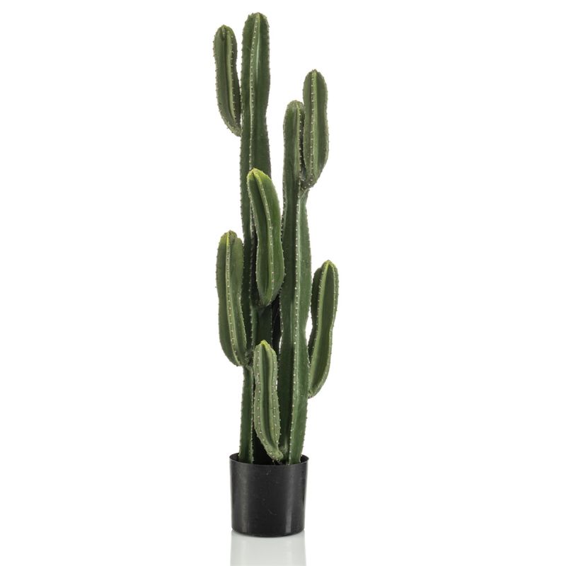 Cactus euphorbia ingens 125cm