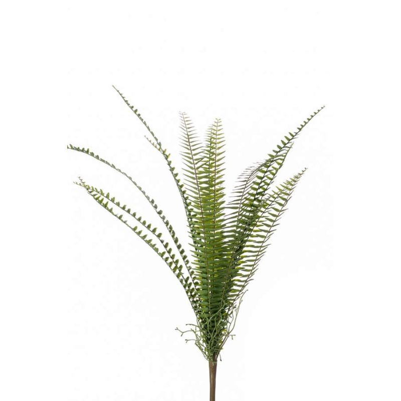 Fern nephrolepis bush green 60cm