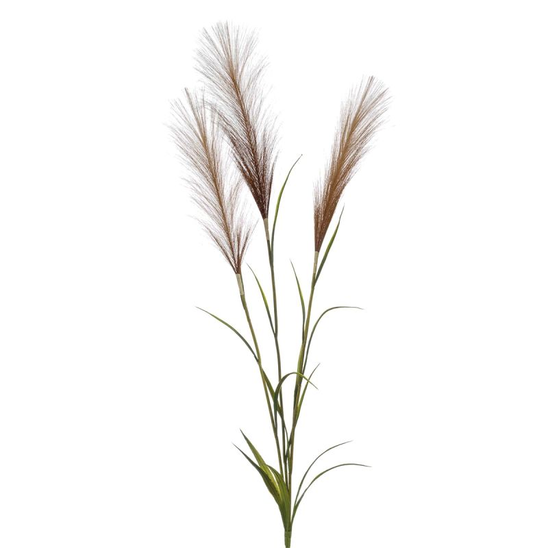 Pampas grass bundle brown 90cm