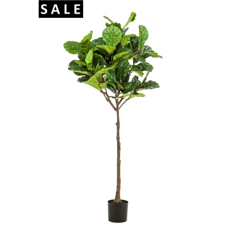 Ficus lyrata umbrella tree 195cm