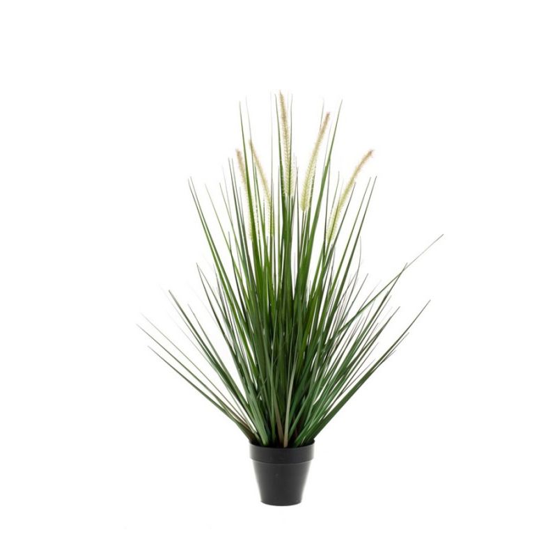 Grass alopecurus 69cm