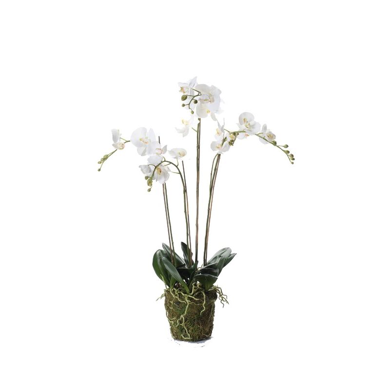 Phalaenopsis plant w moss white 90cm