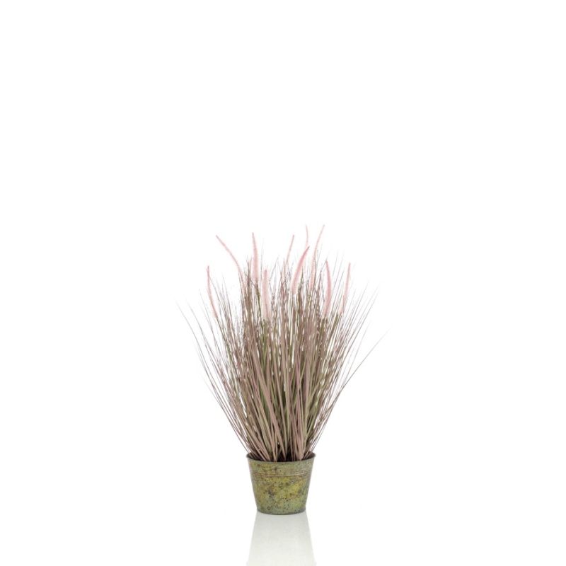 Pennisetum grass 71cm