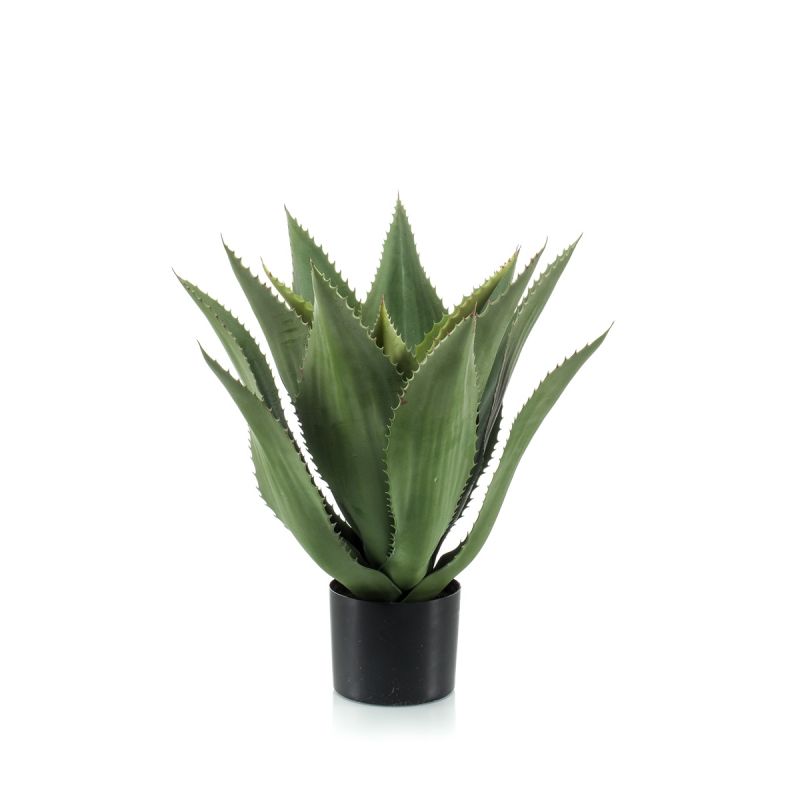 Agave in pot 55cm