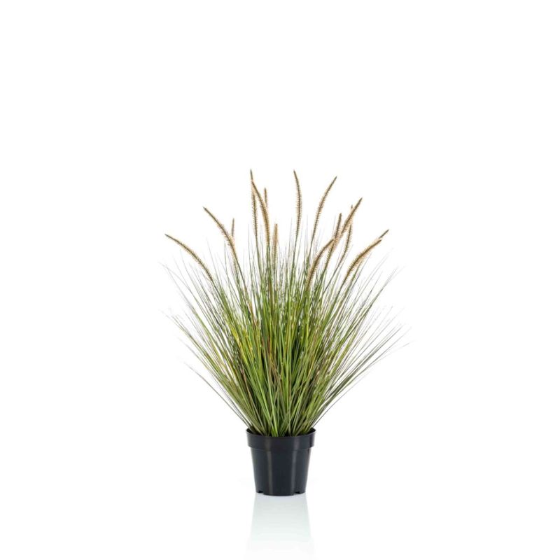 Pennisetum grass 85cm