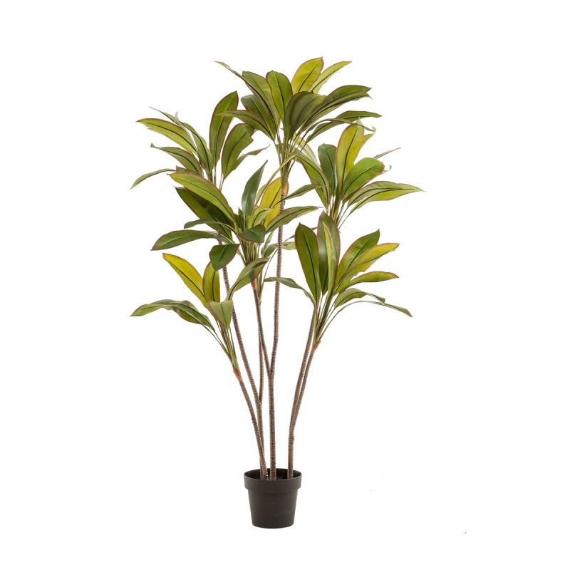 Cordyline plant 160cm