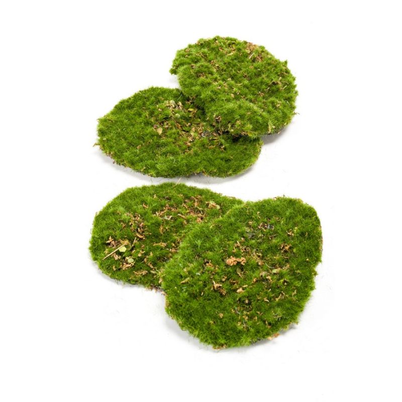 Moss plate 4pcs/bag