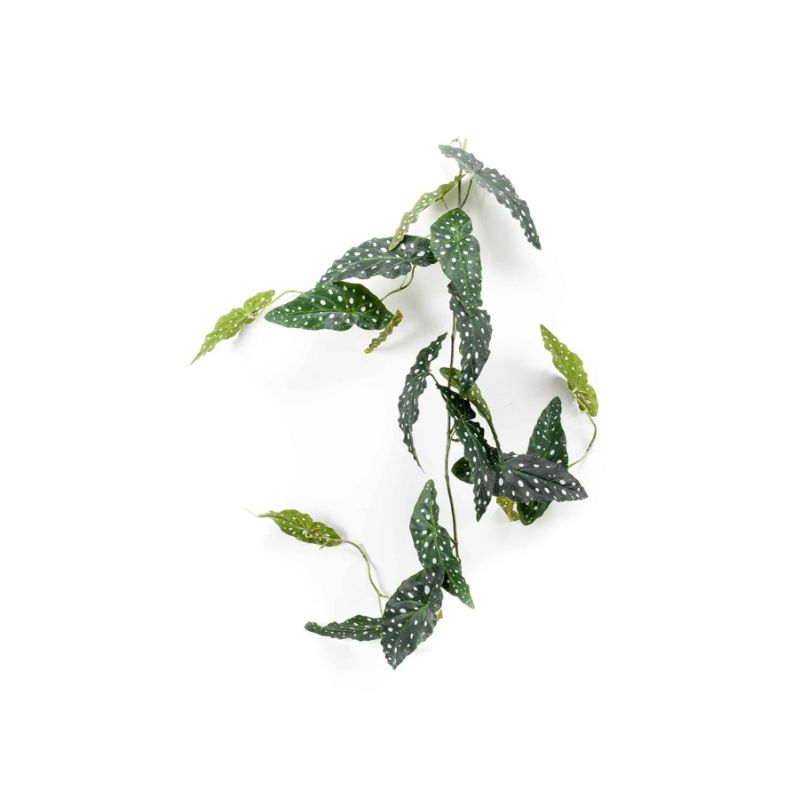 Begonia maculata garland green 120cm