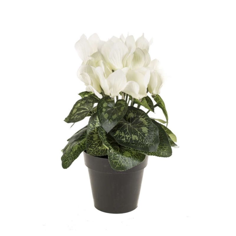 Cyclamen bush cream in pot 25cm