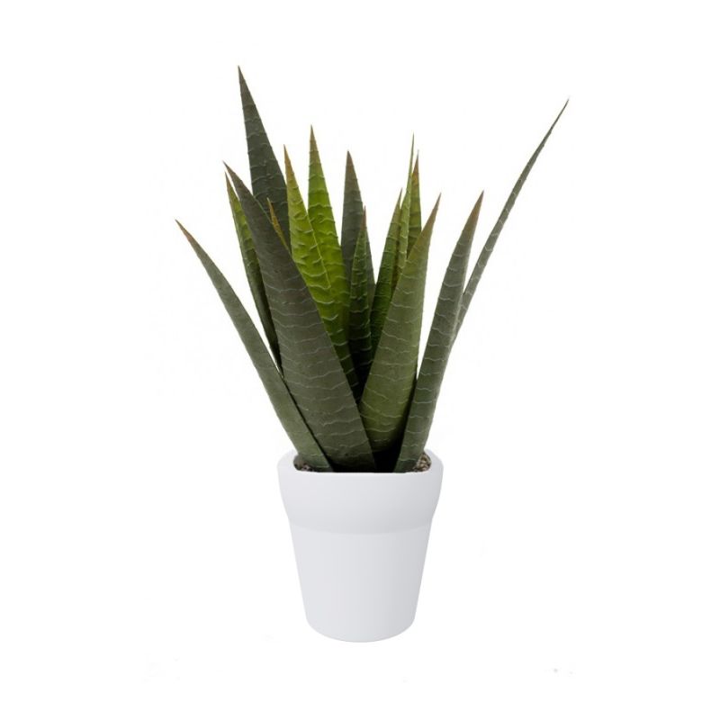 Aloe vera green 35cm in white pot