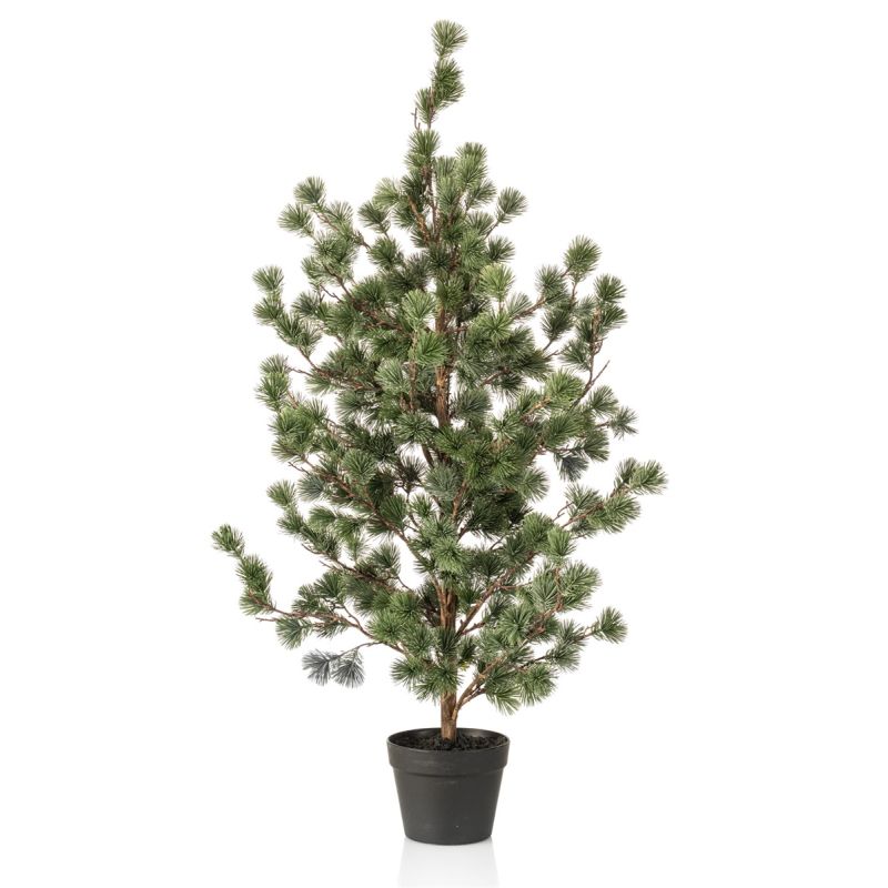Cedar pine in pot 120cm