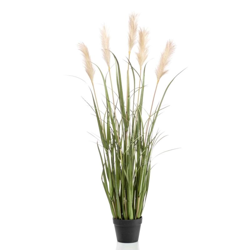 Pampas grass x5 130cm