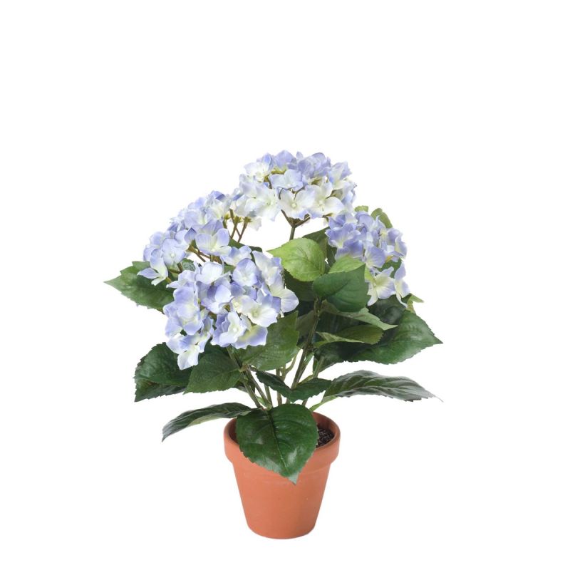 Hydrangea bush lt blue 37cm in tc pot