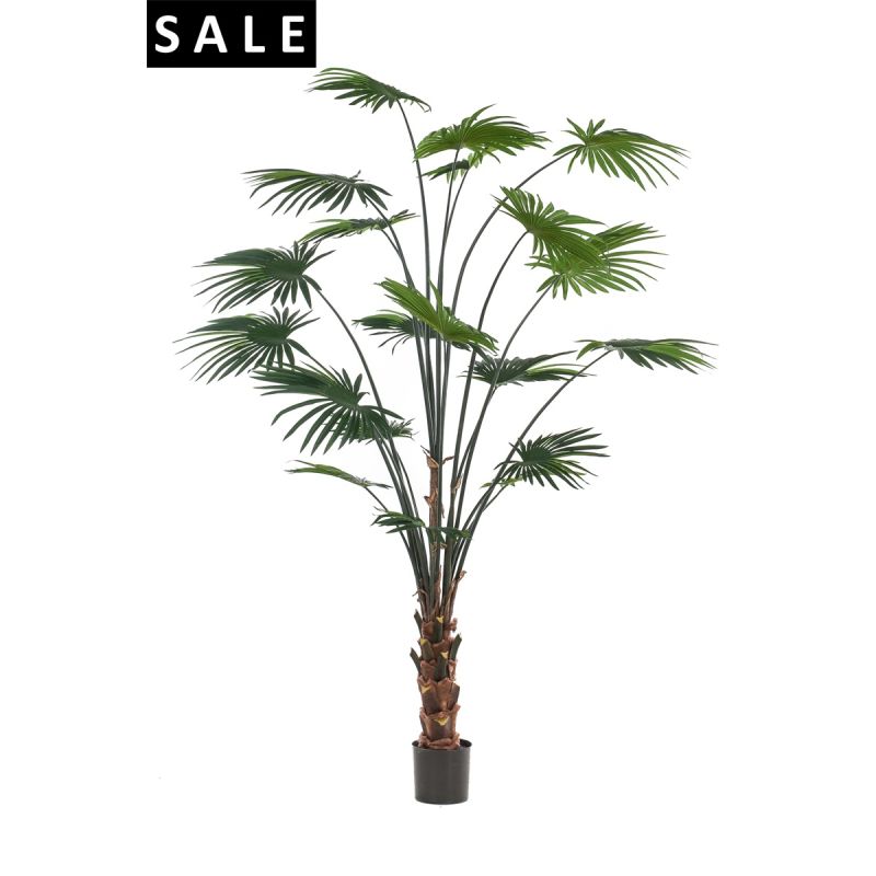 Palm livistona 240cm/20lvs (knock down packing)