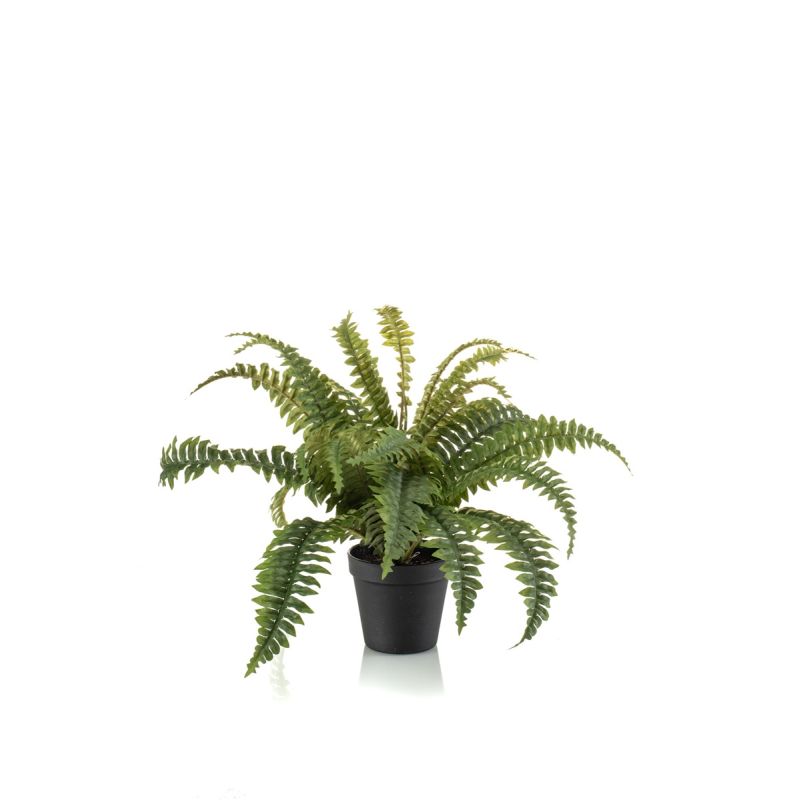 Boston fern bush 45cm in black pot