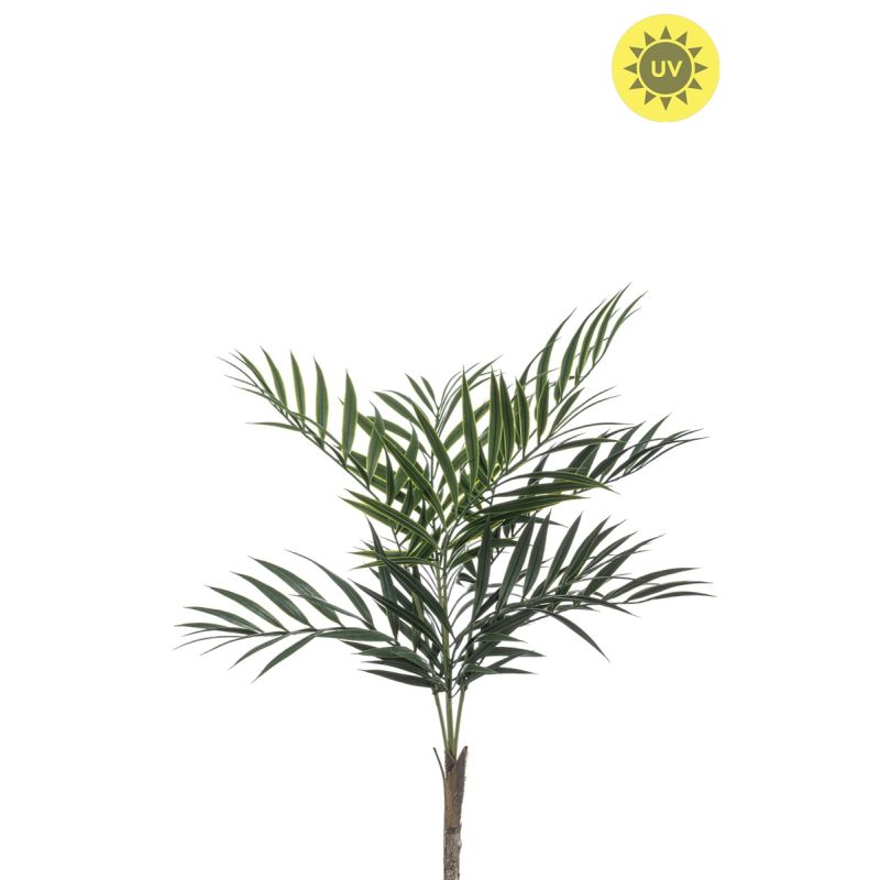 Palm chameadorea bush UV 60cm