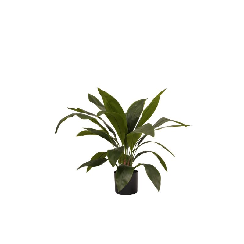 Aspidistra in pot 70cm