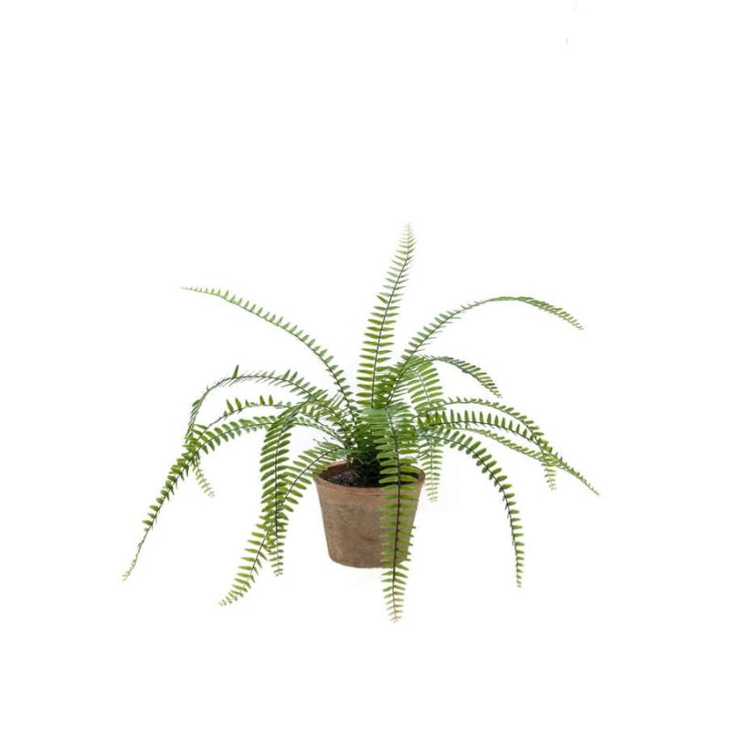 Fern nephrolepis bush 50cm in tc pot aged