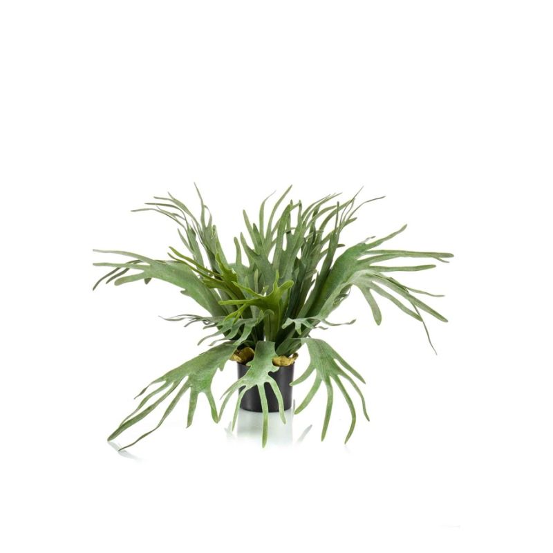 Fern staghorn in pot 65cm