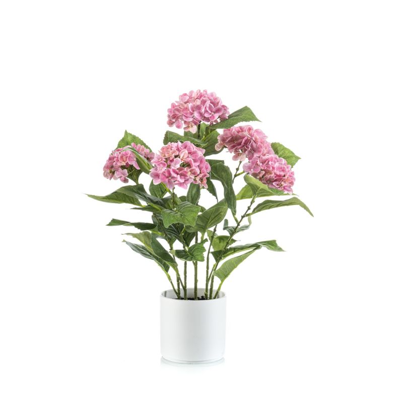 Hydrangea pink in pot 50cm