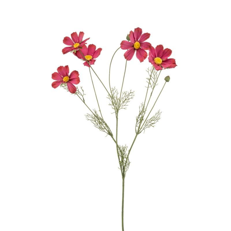 Cosmos spray beauty 90cm