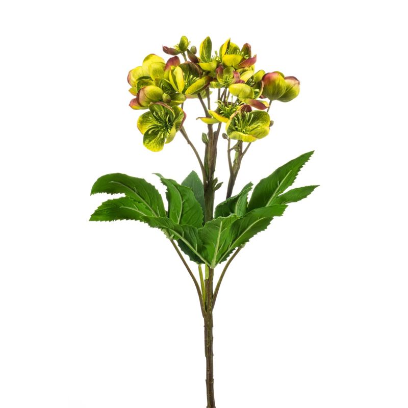 Helleborus spray green 60cm