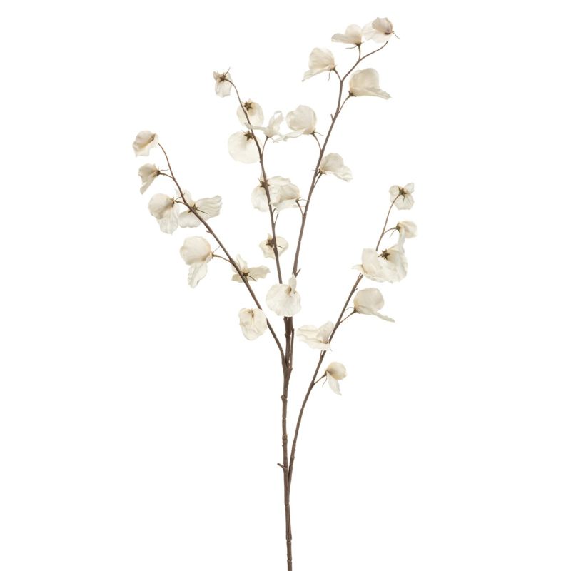 Lathyrus spray XL cream 110cm