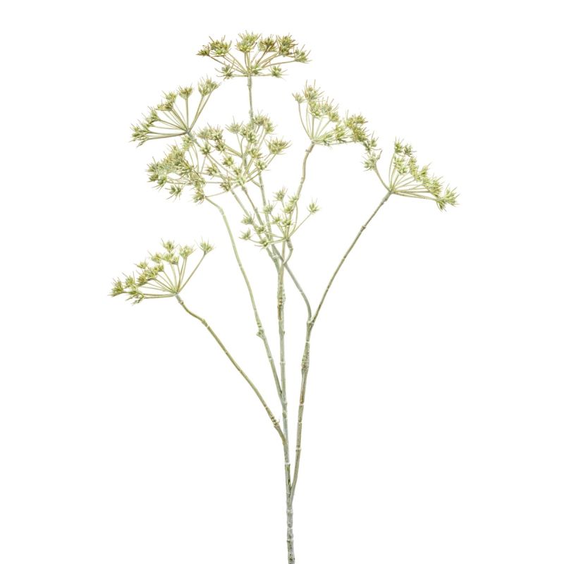 Heracleum mini spray green white wash 75cm