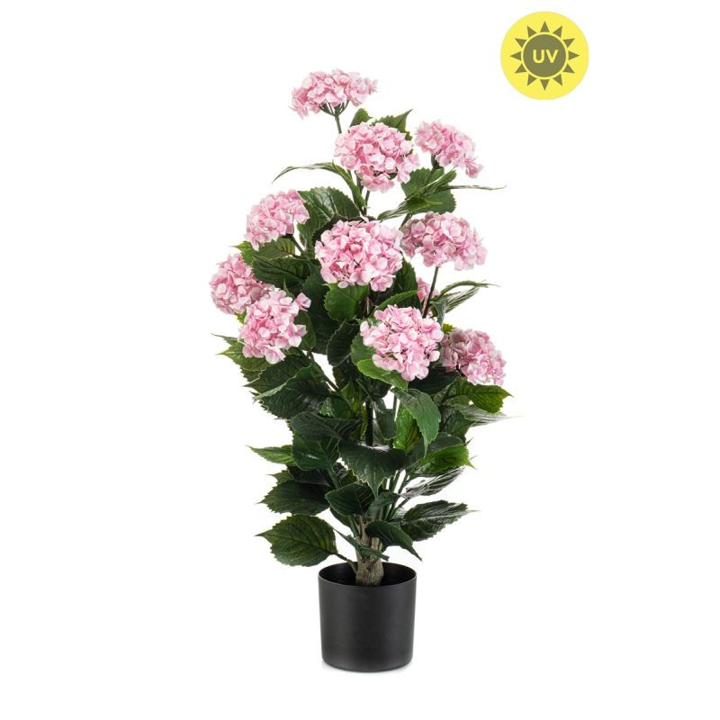 Hydrangea pink UV in pot 90cm