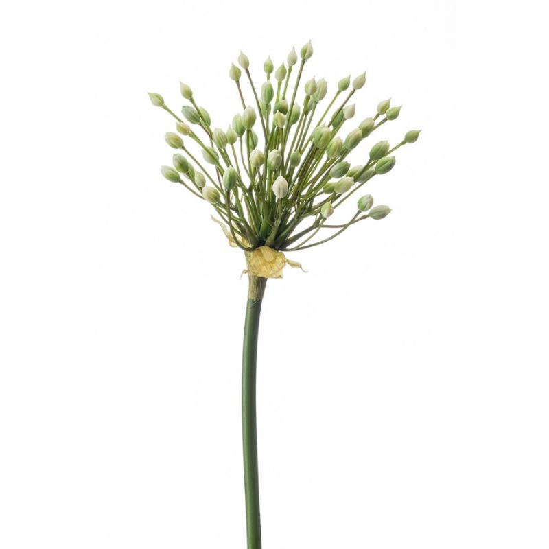 Allium buds spray cream 70cm
