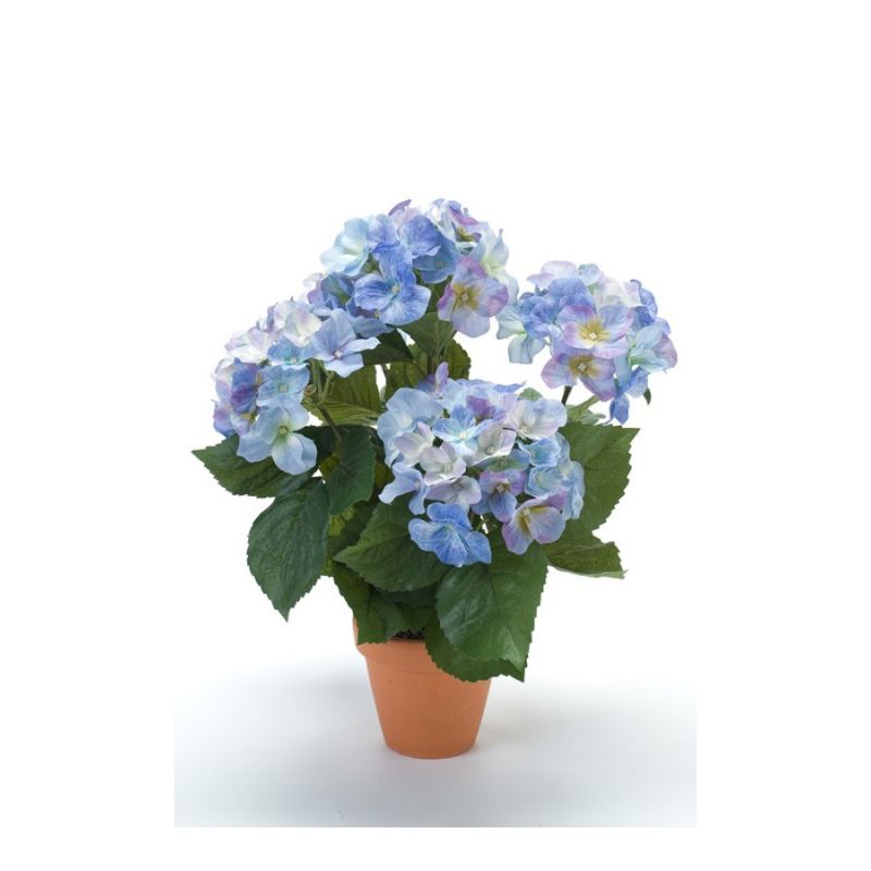 Hydrangea bush blue 40cm in tc pot