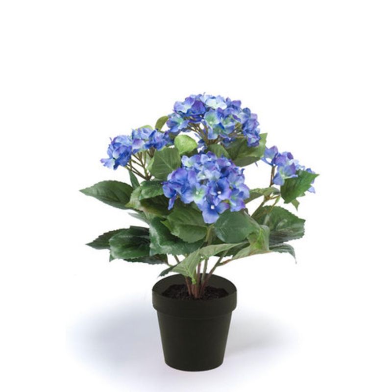 Hydrangea bush dk blue 40cm in black pot