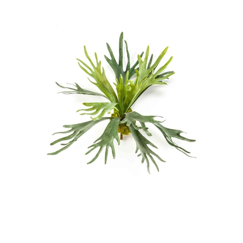 Fern staghorn 48cm