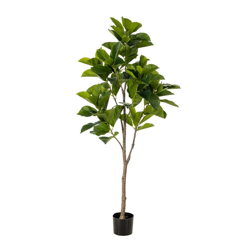 Ficus benghalensis tree 170cm