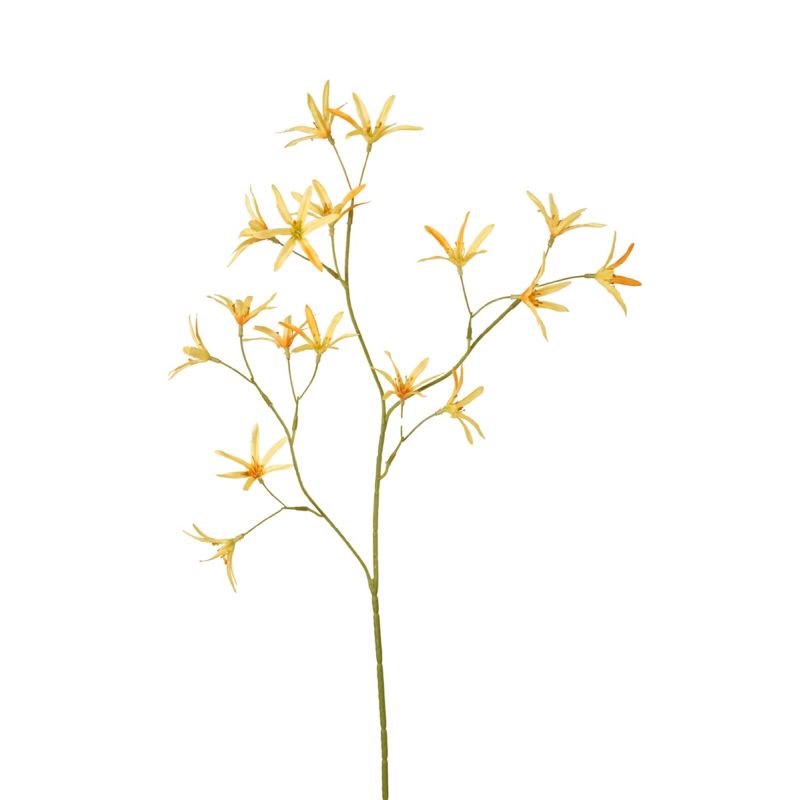 Tweedia spray yellow 70cm