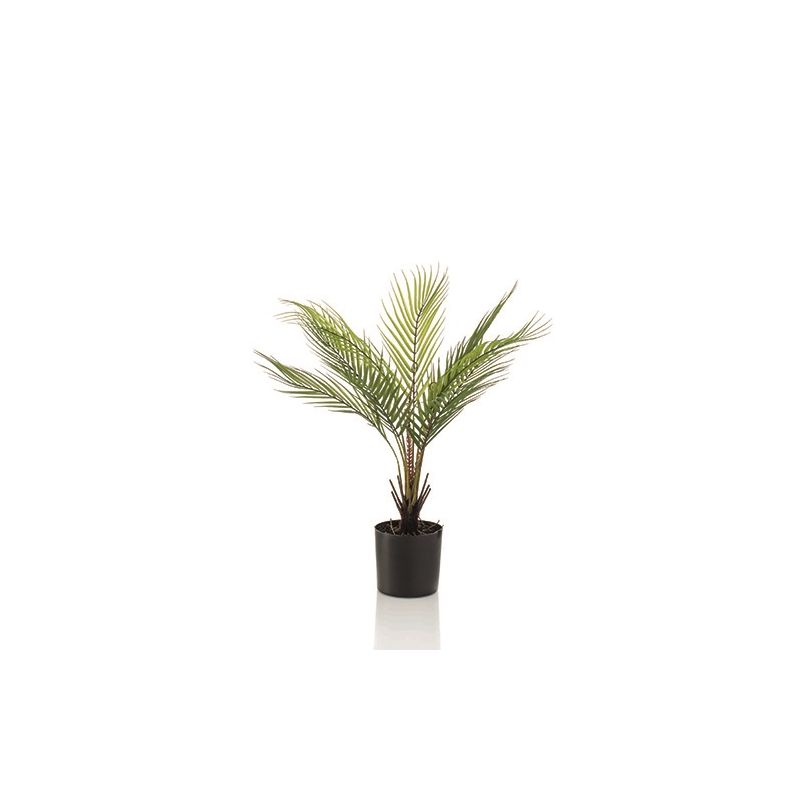 Palm chamaedorea in pot 50cm