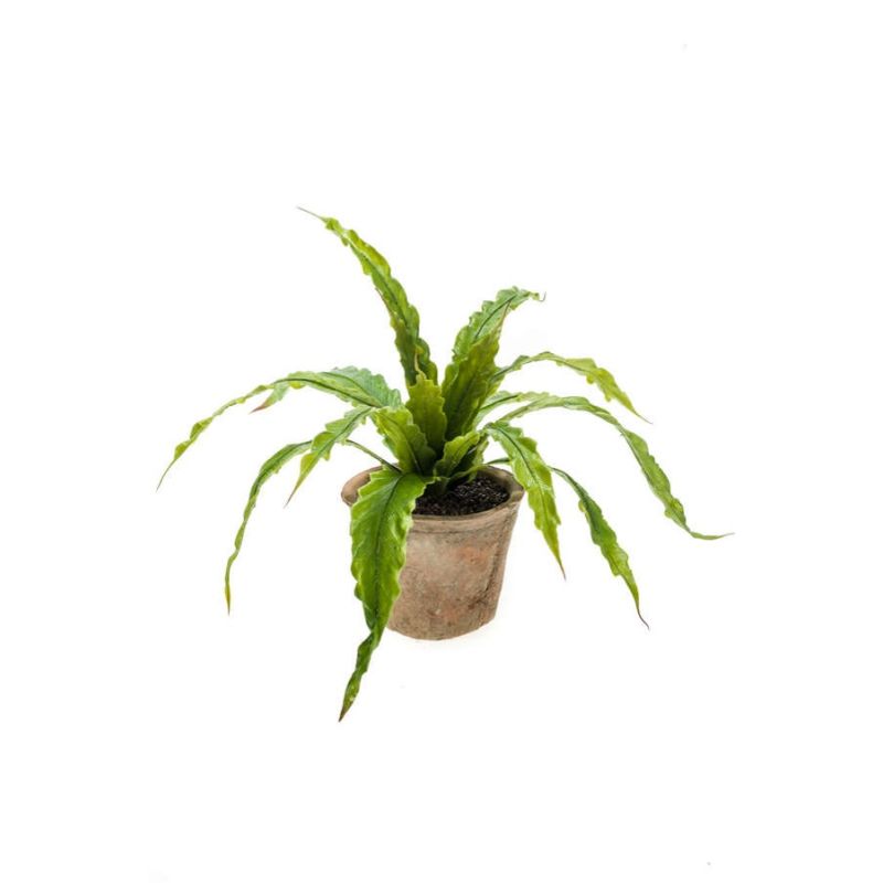 Fern asplenium bush 35cm in tc pot aged