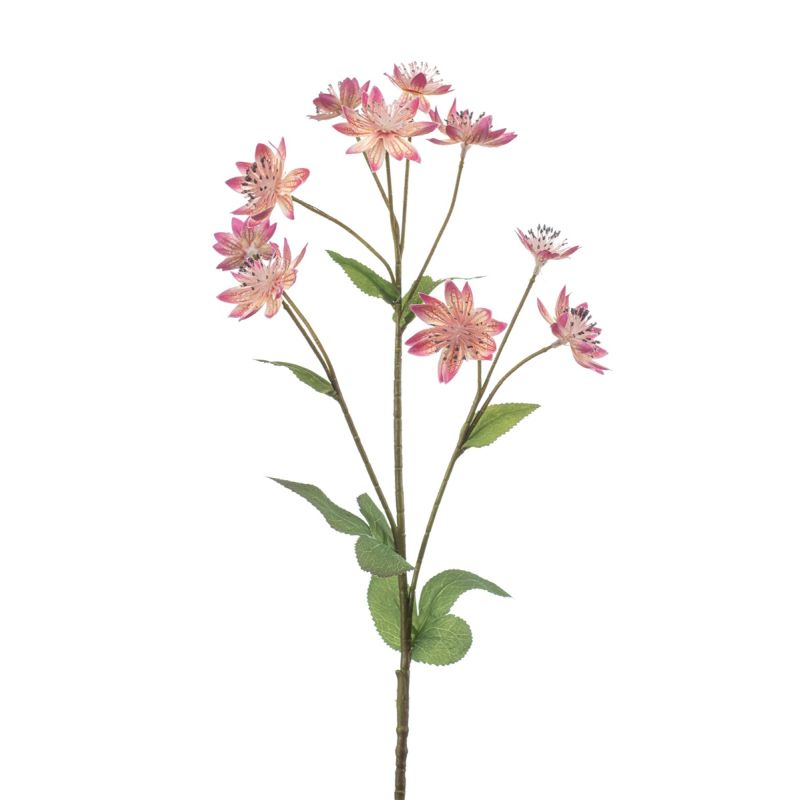 Astrantia spray pink 70cm
