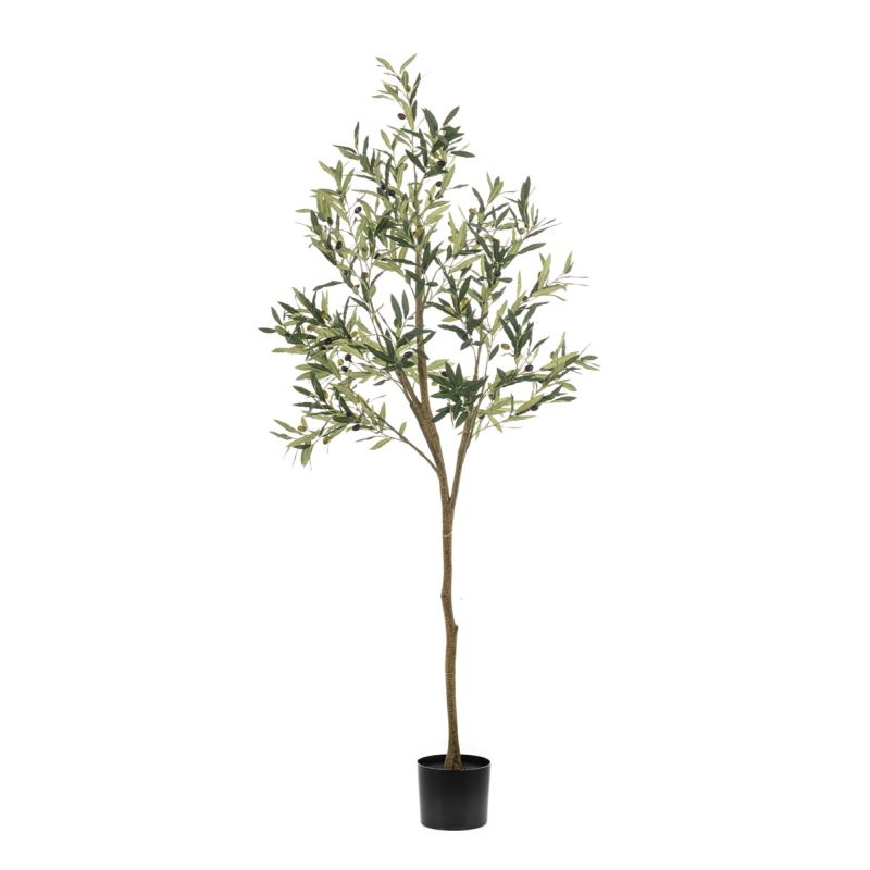 Olive tree 180cm (knock down packing)