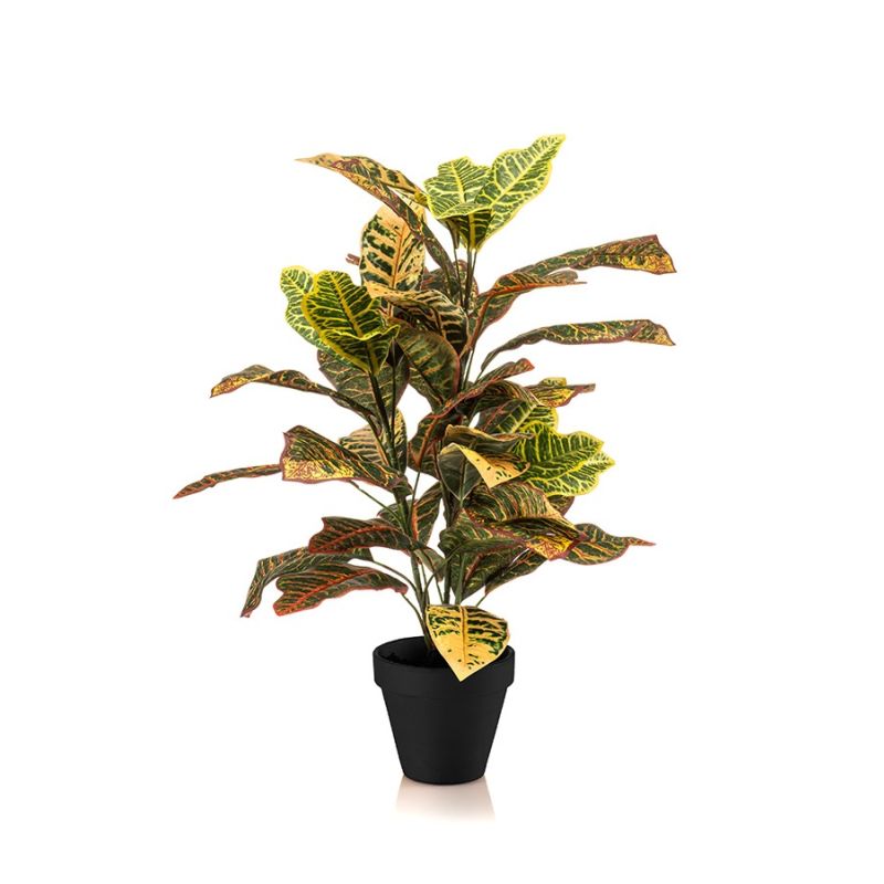Croton bush 65cm in pot