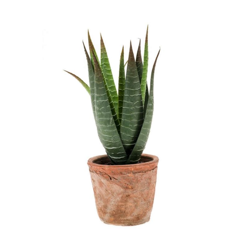 Aloe vera 32cm in tc pot aged