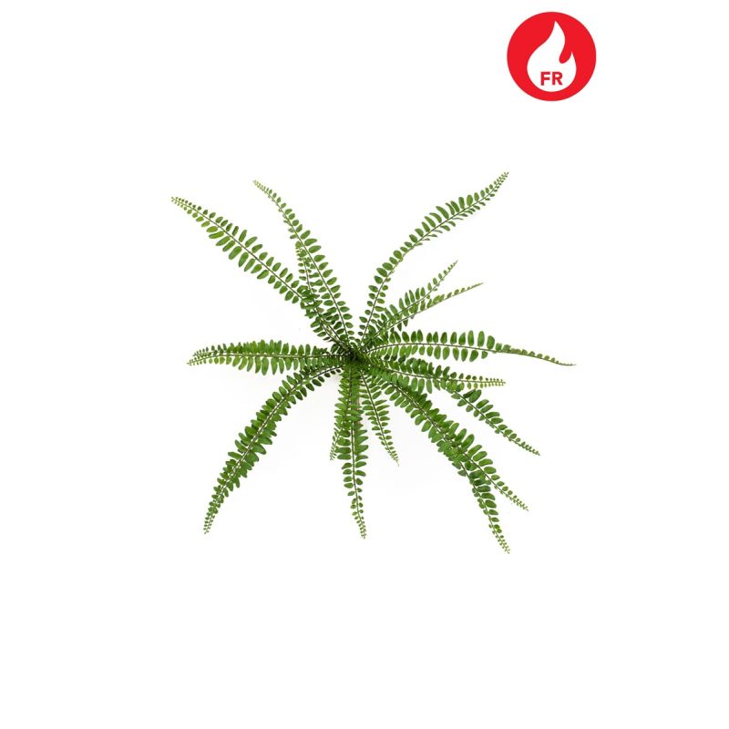 Biophytum fern bush FR 40cm