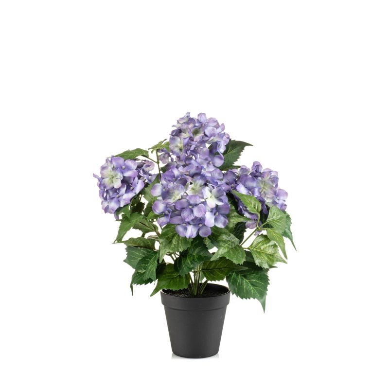 Hydrangea bush purple 40cm in black pot